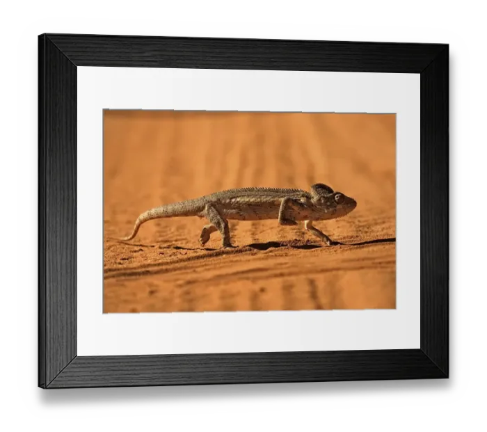 Framed Print : Spiny or Warty Giant Chameleon (Furcifer verrucosus)
