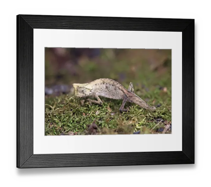 Framed Print : Brown Leaf Chameleon (Brookesia superciliaris)