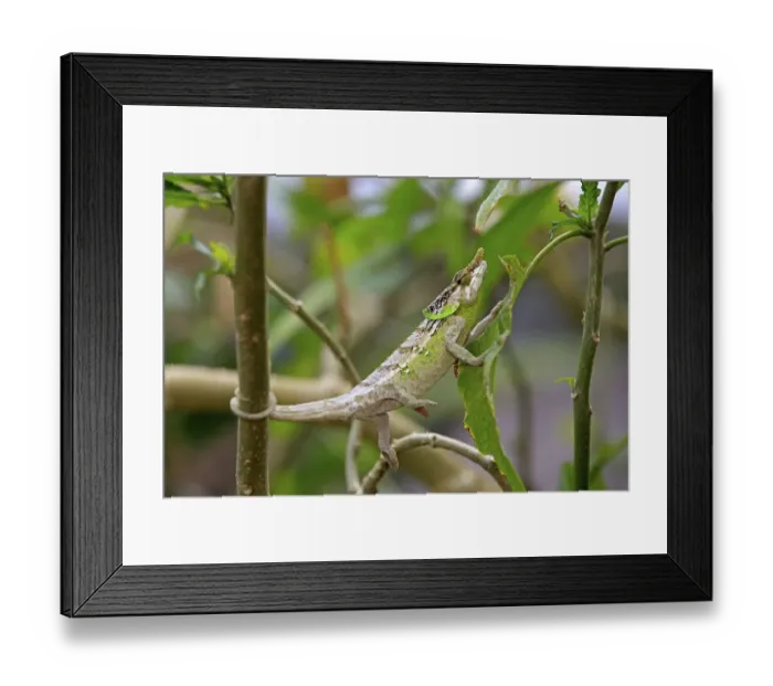 Framed Print : Malthe Chameleon (Calumma malthe)