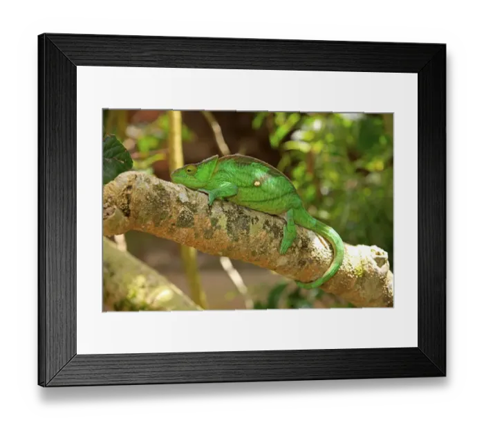 Framed Print : Parson's Chameleon (Calumma parsonii) Framed Print : Parson's Chameleon (Calumma parsonii)