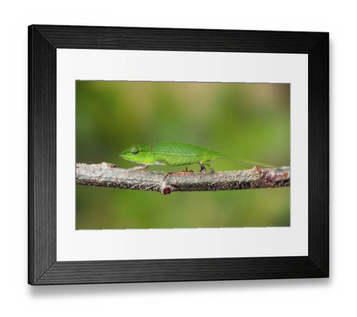 Framed Print : Short-nosed Chameleon (Calumma gastrotaenia)