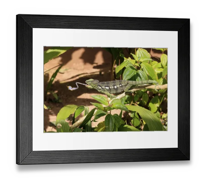 Framed Print : Oustalet's or Malagasy Giant Chameleon (Furcifer oustaleti) Framed Print : Oustalet's or Malagasy Giant Chameleon (Furcifer oustaleti)