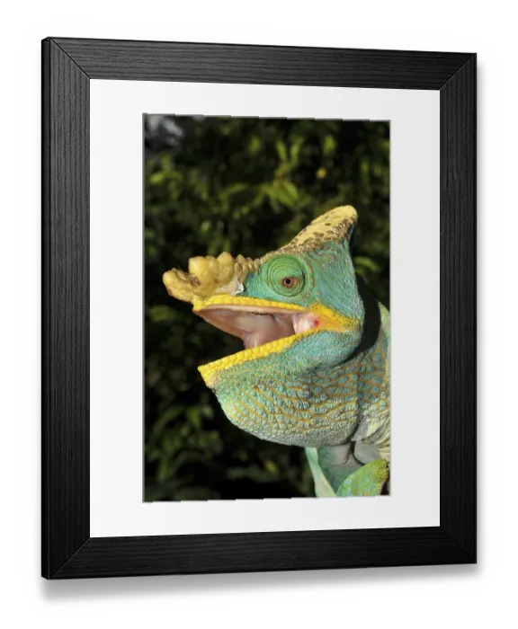 Framed Print : Parson's chameleon (Calumma parsonii) Framed Print : Parson's chameleon (Calumma parsonii)