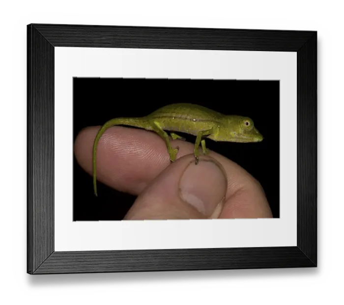 Framed Print : Marojejy Chameleon (Calumma marojezense)