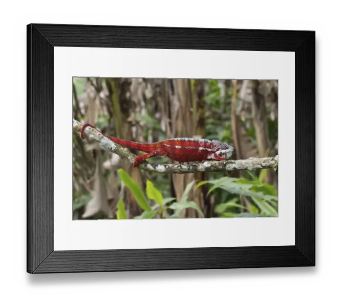 Framed Print : Panther chameleon (Furcifer pardalis) Framed Print : Panther chameleon (Furcifer pardalis)