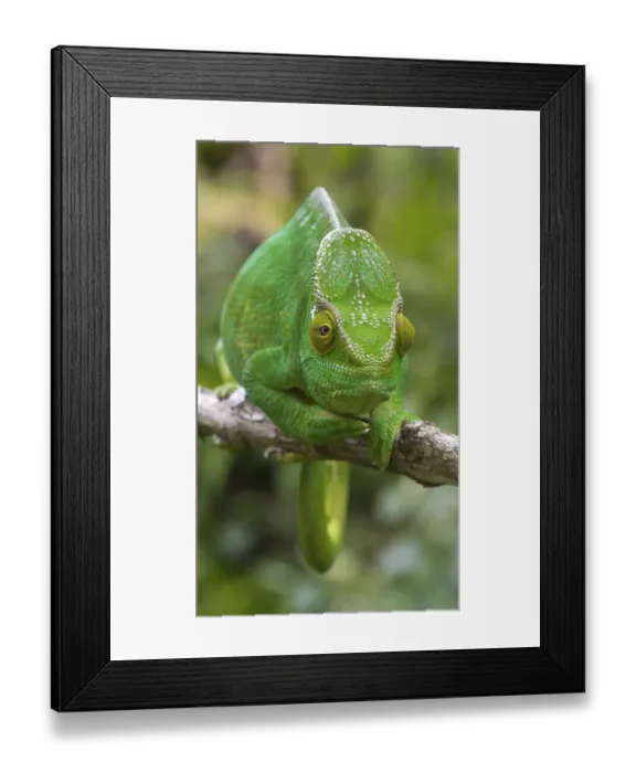 Framed Print : Parson's chameleon (Calumma parsonii parsonii)