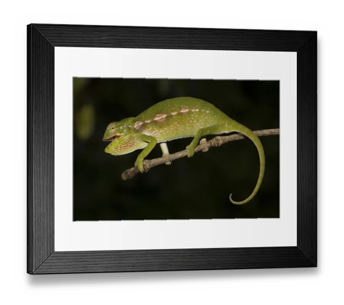 Framed Print : Chameleon (Furcifer major), female Framed Print : Chameleon (Furcifer major), female