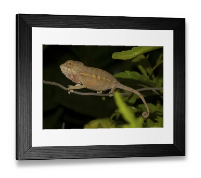 Framed Print : Panther Chameleon (Furcifer pardalis)
