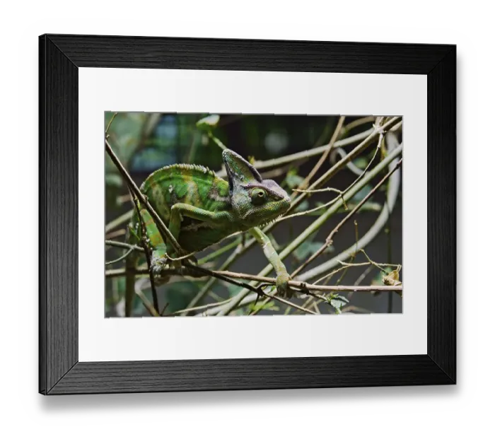 Framed Print : Yemen Chameleon or Veiled chameleon (Chamaeleo calyptratus)
