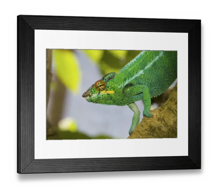 Framed Print : Male Panther Chameleon (Furcifer pardalis)