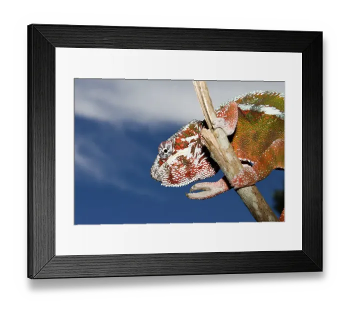Framed Print : Male Panther Chameleon (Furcifer pardalis)