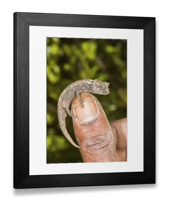 Framed Print : Madagascan Dwarf Chameleon (Brookesia minima) Framed Print : Madagascan Dwarf Chameleon (Brookesia minima)