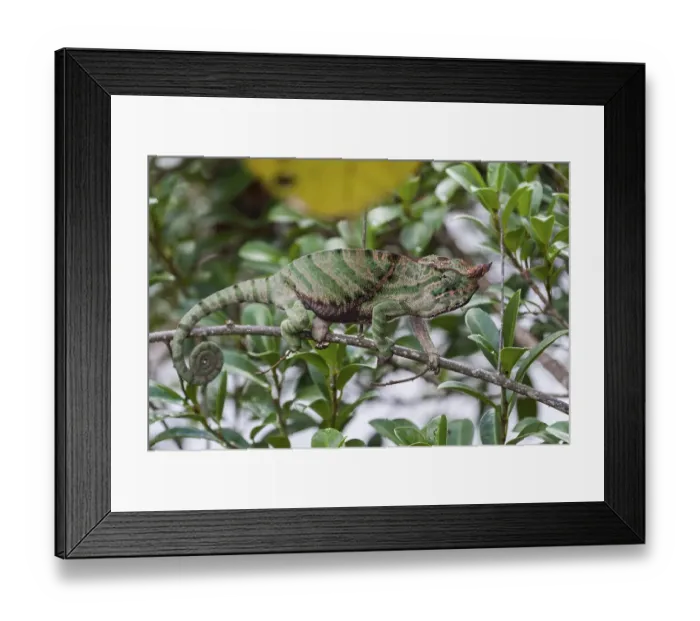 Framed Print : O'Shaughnessy's Chameleon (Calumma oshaughnessyi) Framed Print : O'Shaughnessy's Chameleon (Calumma oshaughnessyi)
