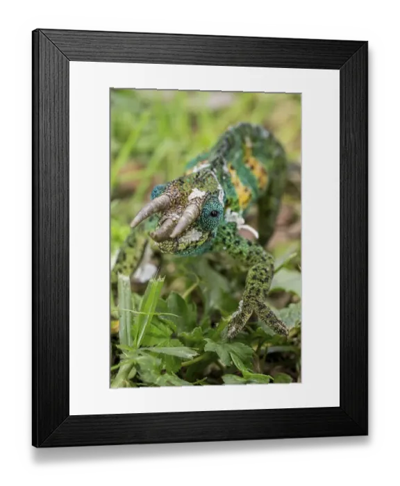 Framed Print : Jackson's Chameleon (Trioceros jacksonii) Framed Print : Jackson's Chameleon (Trioceros jacksonii)