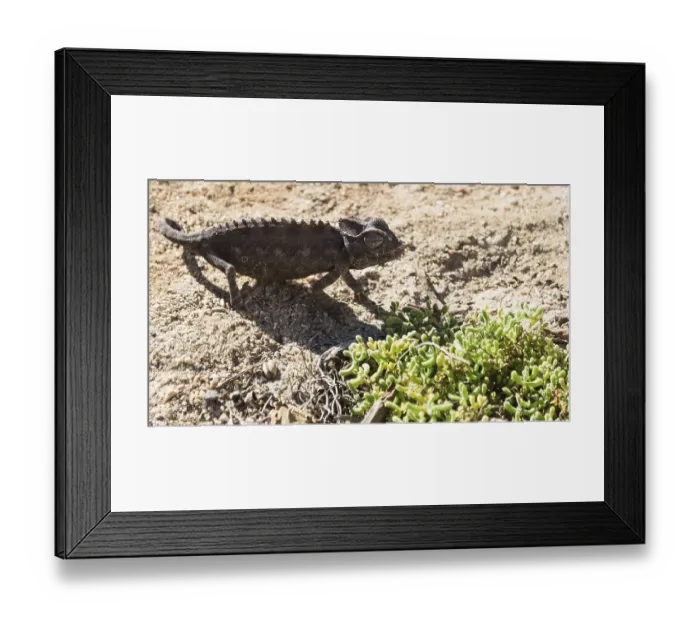 Framed Print : Namaqua Chameleon (Chamaeleo namaquensis)