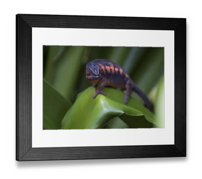 Framed Print : Panther Chameleon (Furcifer pardalis)