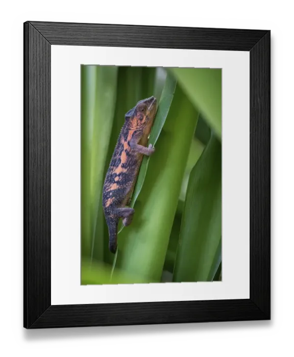 Framed Print : Panther Chameleon (Furcifer pardalis)