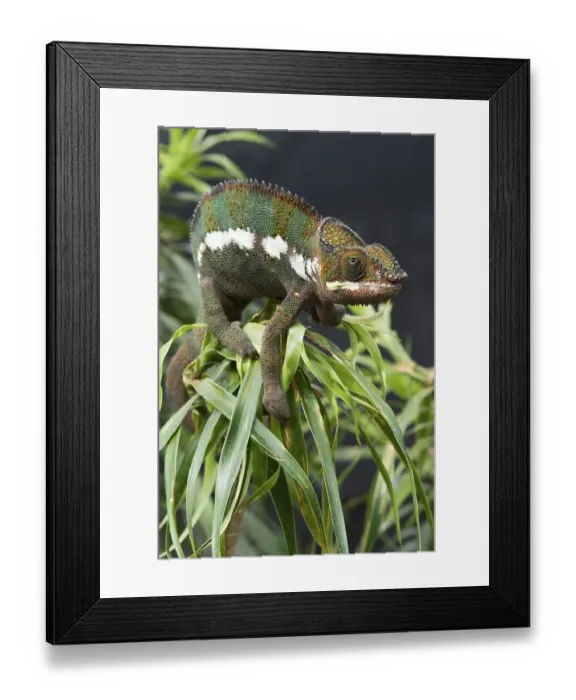 Framed Print : Panther Chameleon (Furcifer pardalis)