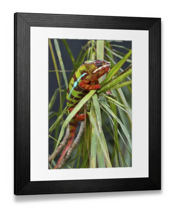 Framed Print : Panther Chameleon (Furcifer pardalis)