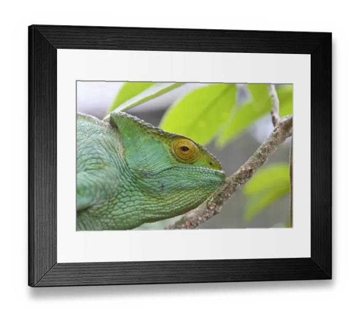 Framed Print : Parson's chameleon (Calumma parsonii)