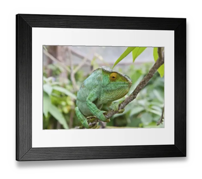 Framed Print : Parson's chameleon (Calumma parsonii)