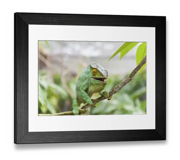 Framed Print : Parsons Chameleon (Calumma parsonii)
