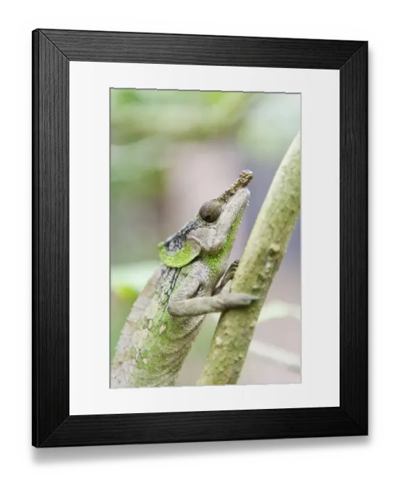 Framed Print : Rhinoceros Chameleon (Furcifer rhinoceratus) Framed Print : Rhinoceros Chameleon (Furcifer rhinoceratus)