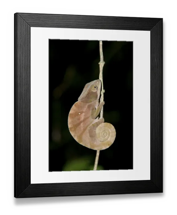 Framed Print : Parsons Chameleon (Calumma parsonii) Framed Print : Parsons Chameleon (Calumma parsonii)
