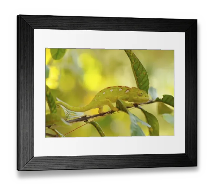 Framed Print : Green Chameleon (Chamaeleonidae), camouflaged Framed Print : Green Chameleon (Chamaeleonidae), camouflaged
