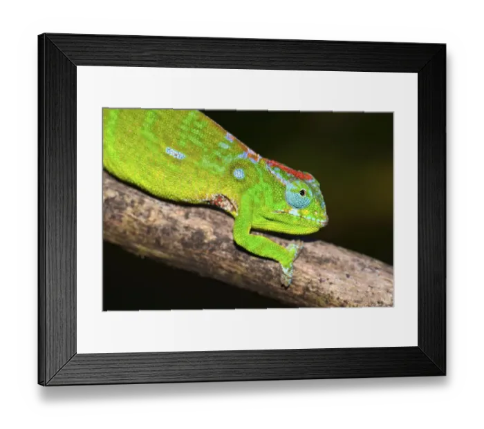 Framed Print : Petter's Chameleon (Furcifer petteri) Framed Print : Petter's Chameleon (Furcifer petteri)