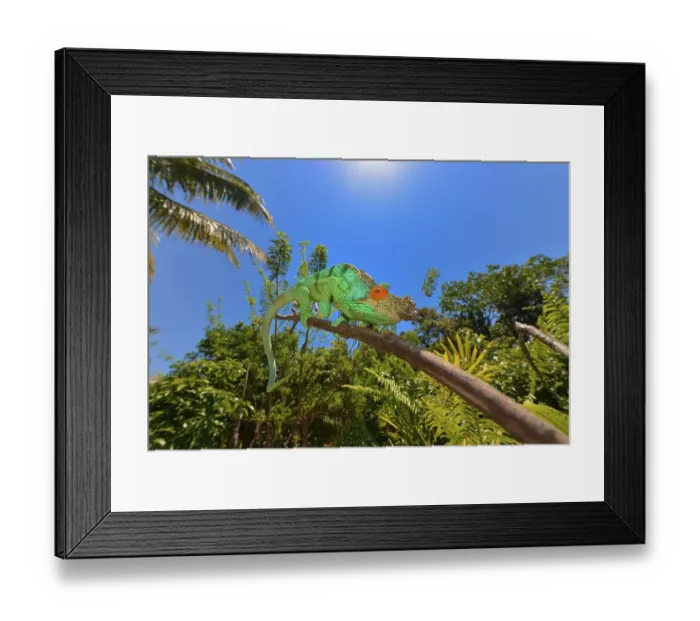 Framed Print : Parson's Chameleon (Calumma parsonii)