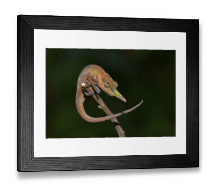 Framed Print : Pinocchio-Chamaleon (Calumma gallus)
