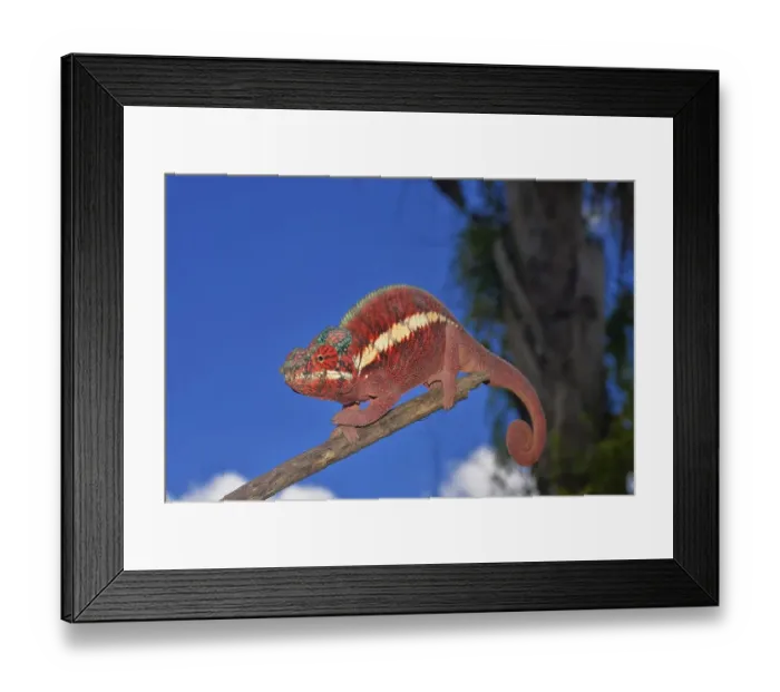 Framed Print : Male panther chameleon (Furcifer pardalis) Framed Print : Male panther chameleon (Furcifer pardalis)