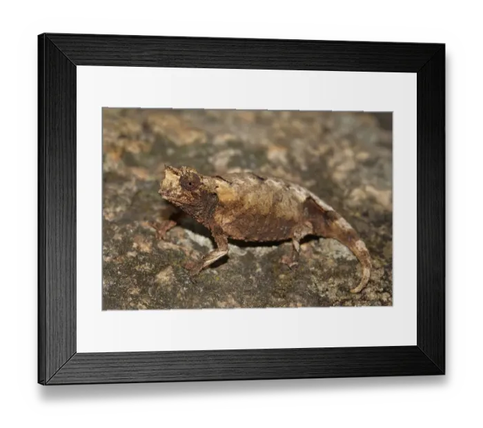 Framed Print : New species of leaf chameleon (Brookesia brunoi) Andringitra National Park Framed Print : New species of leaf chameleon (Brookesia brunoi) Andringitra National Park