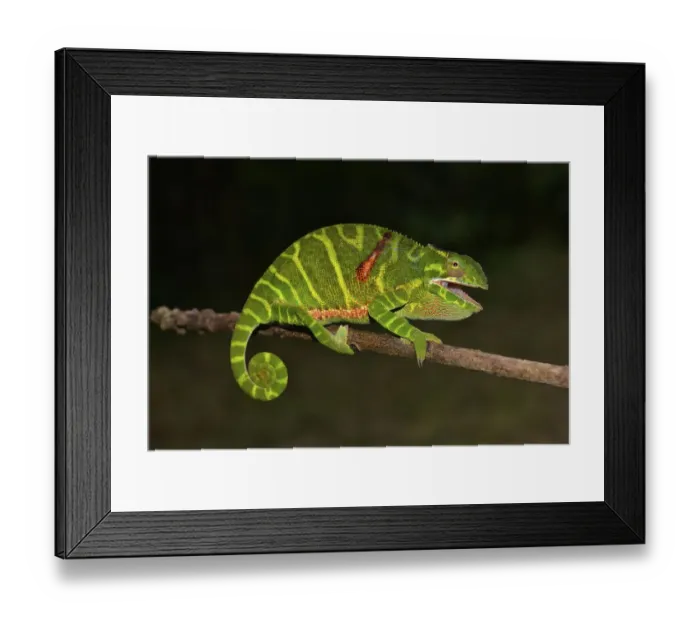 Framed Print : Female chameleon (Furcifer timoni) Framed Print : Female chameleon (Furcifer timoni)