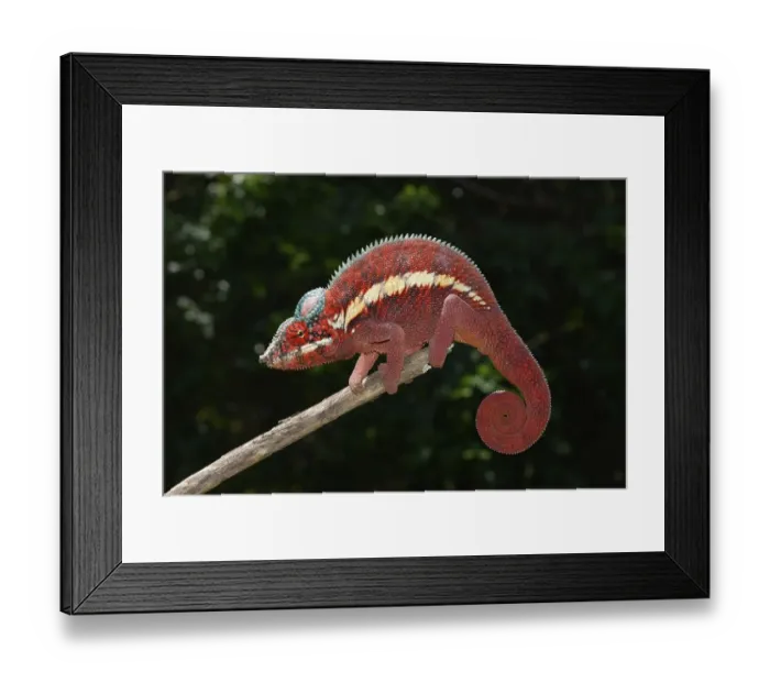 Framed Print : Panther Chameleon (Furcifer pardalis) in the lowland forests of Ankaramybe