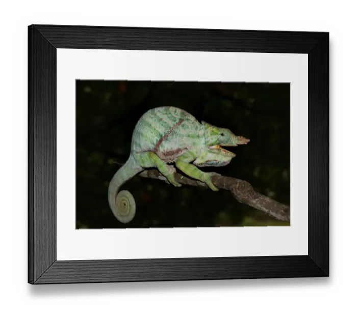Framed Print : Two-banded Chameleon (Furcifer balteatus) Framed Print : Two-banded Chameleon (Furcifer balteatus)