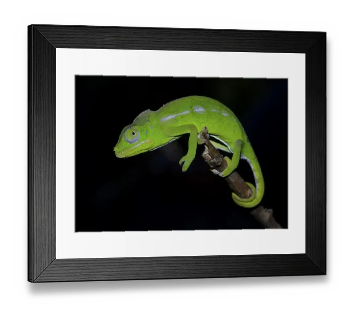 Framed Print : A female of the rarest chameleon species in the world Framed Print : A female of the rarest chameleon species in the world