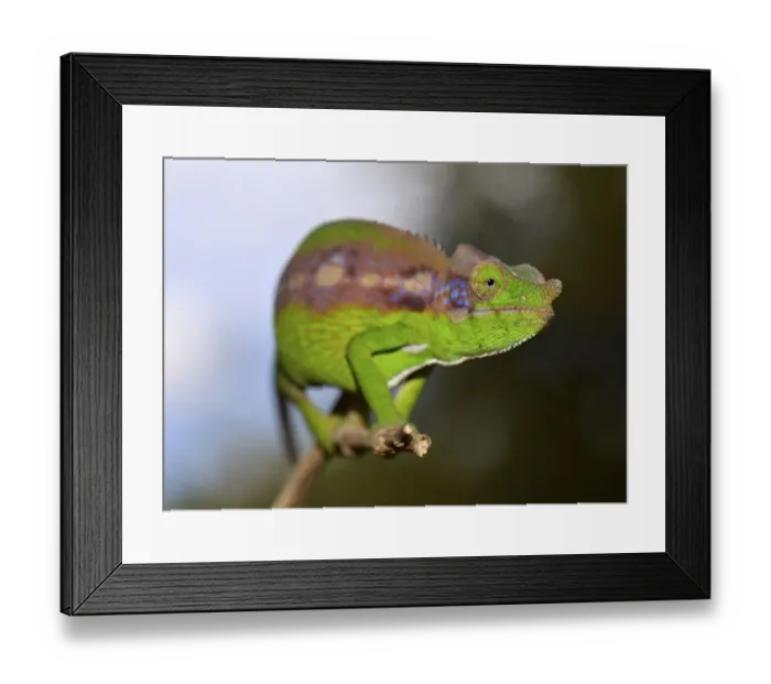 Framed Print : Antimena Chameleon (Furcifer antimena) Framed Print : Antimena Chameleon (Furcifer antimena)