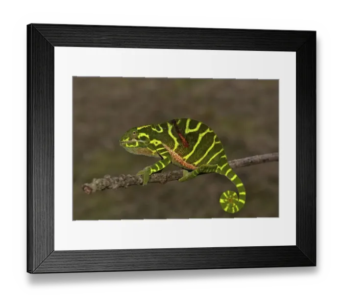 Framed Print : Chameleon of the newly discovered species Furcifer timoni