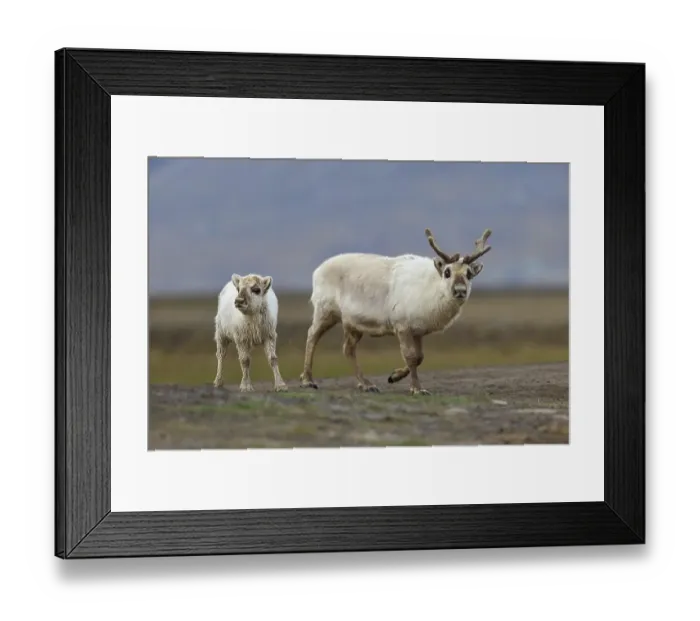 Framed Print : Reindeer, Ren, (Rangifer tarandus)
