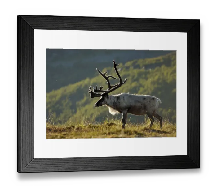 Framed Print : Reindeer, Rangifer tarandus Framed Print : Reindeer, Rangifer tarandus