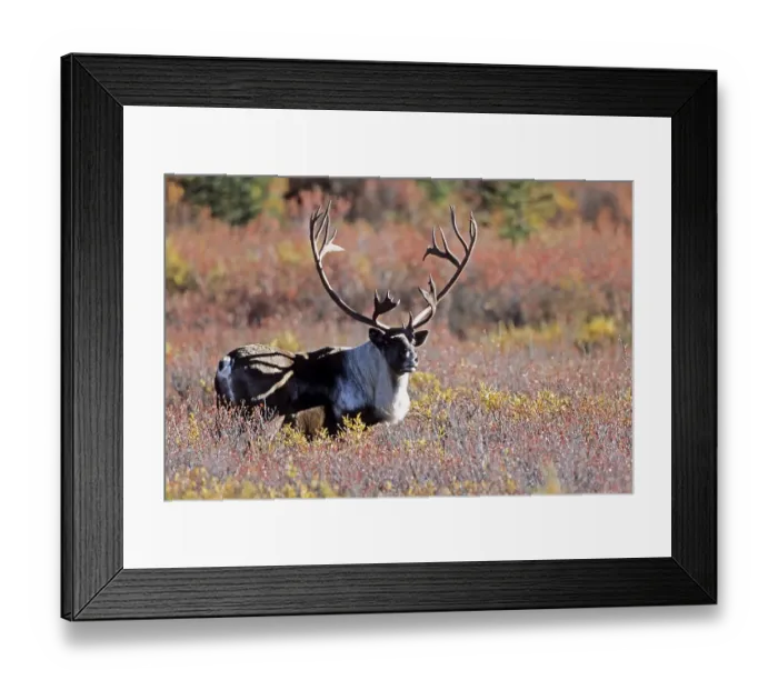 Framed Print : Reindeer (Rangifer tarandus) Framed Print : Reindeer (Rangifer tarandus)