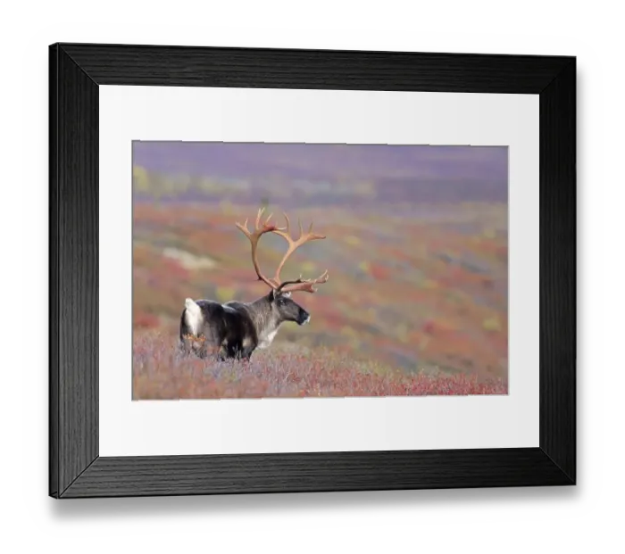 Framed Print : Reindeer (Rangifer tarandus) standing in the autumn tundra (Alaskan Caribou) Framed Print : Reindeer (Rangifer tarandus) standing in the autumn tundra (Alaskan Caribou)