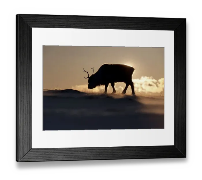 Framed Print : Silhouette of a young male Svalbard Reindeer (Rangifer tarandus platyrhynchus) foraging for food in the windblown