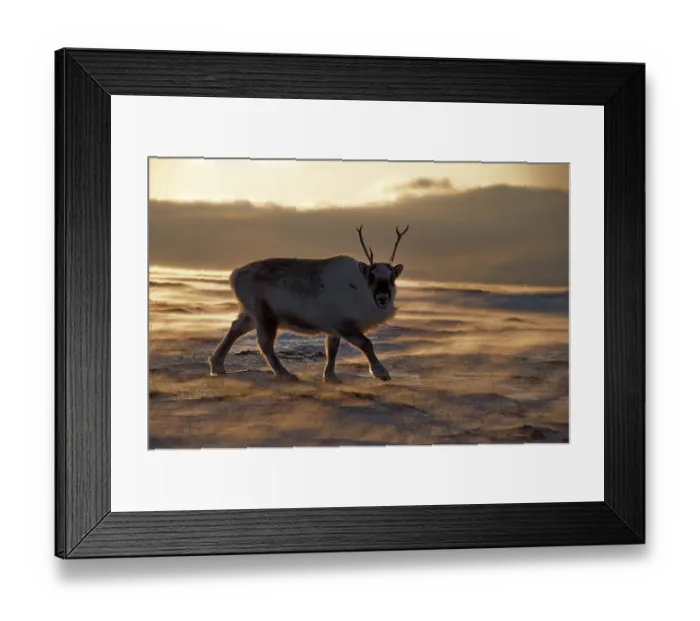 Framed Print : Silhouette of a young male Svalbard Reindeer (Rangifer tarandus platyrhynchus) foraging for food in the windblown