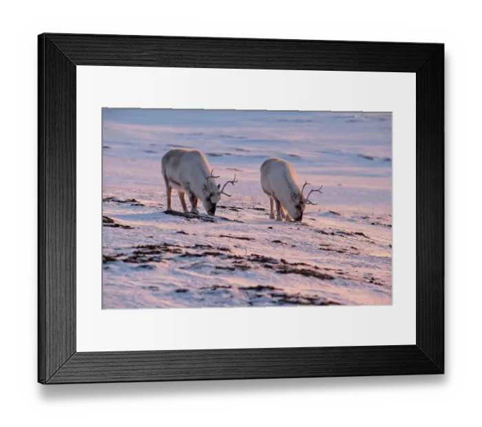 Framed Print : Svalbard Reindeer (Rangifer tarandus platyrhynchus) looking for food in the snow