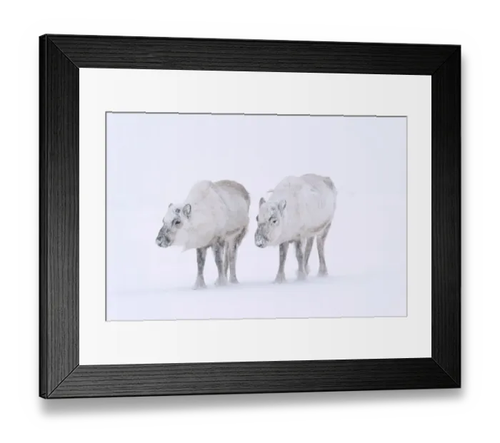 Framed Print : Svalbard Reindeer (Rangifer tarandus platyrhynchu) without antlers in a snow storm