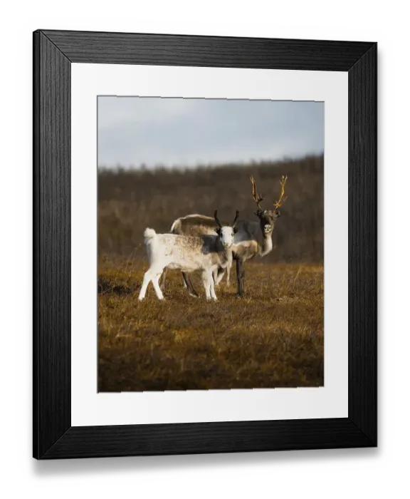 Framed Print : Reindeer, mother and young animal