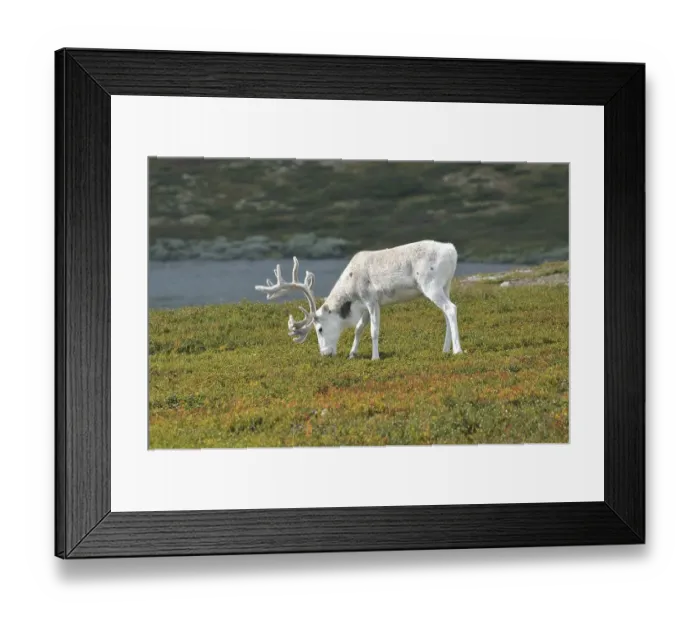 Framed Print : Reindeer (Rangifer tarandus), Sweden